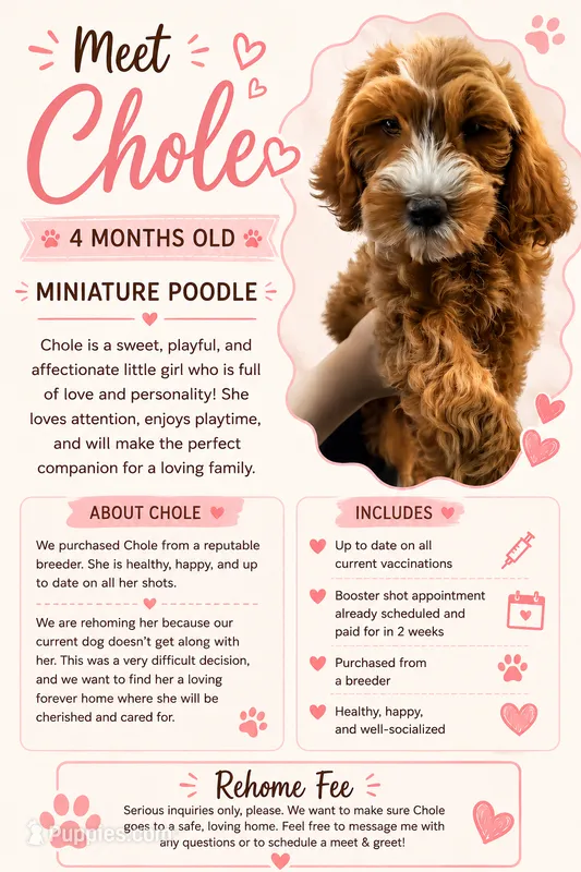 Chole – Miniature Goldendoodle puppy for sale in Oceanside, NY