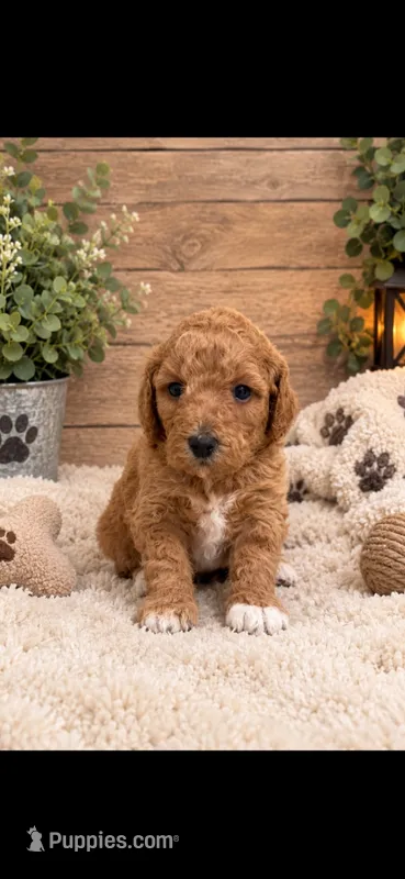 Teddy  – Goldendoodle puppy for sale in Buffalo, MN
