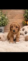 Teddy , a female Goldendoodle for sale in Buffalo, MN – 1 of 1