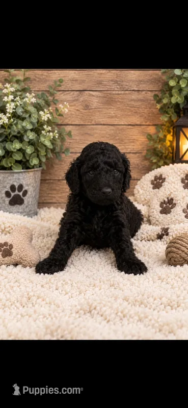 Bella – Goldendoodle puppy for sale in Buffalo, MN
