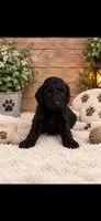 Bella, a female Goldendoodle for sale in Buffalo, MN – 1 of 1