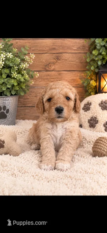 Chunk  – Goldendoodle puppy for sale in Buffalo, MN