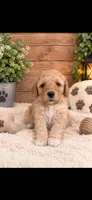 Chunk , a female Goldendoodle for sale in Buffalo, MN – 1 of 1