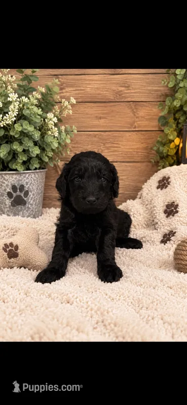 Shadow  – Goldendoodle puppy for sale in Buffalo, MN