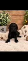 Shadow , a female Goldendoodle for sale in Buffalo, MN – 1 of 1