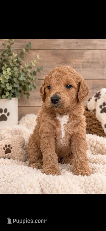 Maple  – Goldendoodle puppy for sale in Buffalo, MN