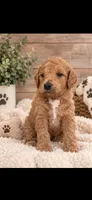 Maple , a female Goldendoodle for sale in Buffalo, MN – 1 of 1
