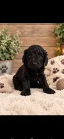 Coco , a female Goldendoodle for sale in Buffalo, MN – 1 of 1