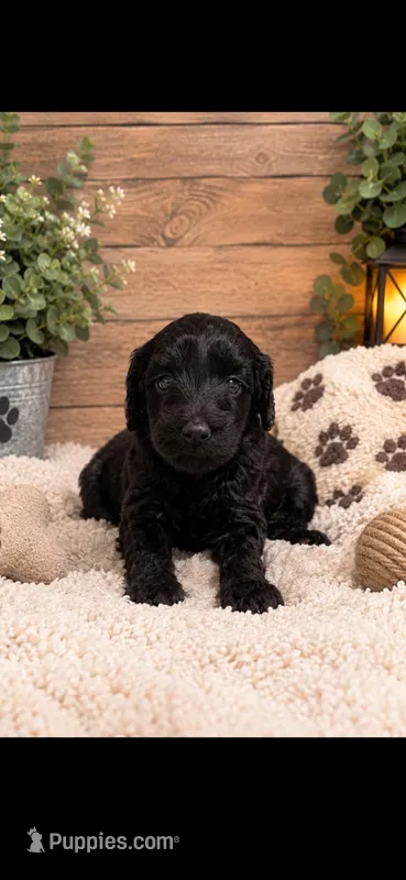 Luna  – Goldendoodle puppy for sale in Buffalo, MN