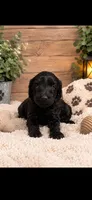 Luna , a female Goldendoodle for sale in Buffalo, MN – 1 of 1