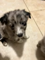 Green, a male Australian Shepherd and Border Collie for sale in Casa Grande, AZ – 2 of 4