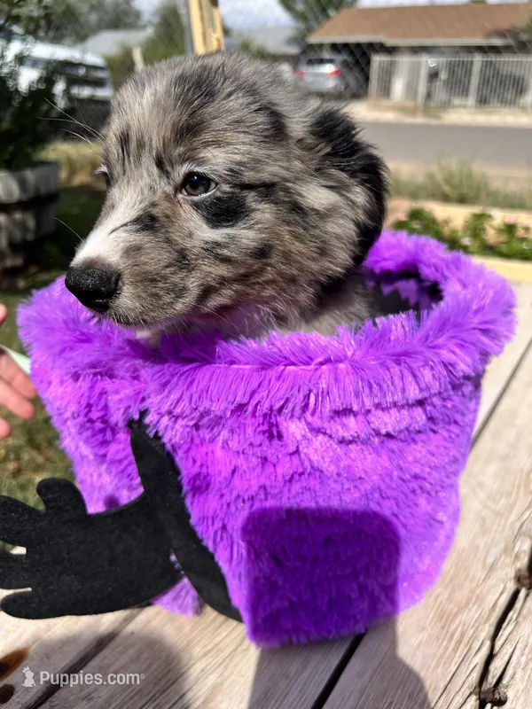 Green – Australian Shepherd, Border Collie puppy for sale in Casa Grande, AZ