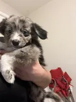 Green, a male Australian Shepherd and Border Collie for sale in Casa Grande, AZ – 1 of 4
