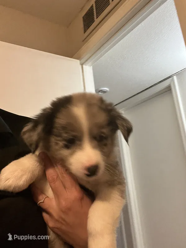 Dark Blue – Australian Shepherd, Border Collie puppy for sale in Casa Grande, AZ