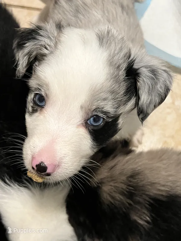 Red – Australian Shepherd, Border Collie puppy for sale in Casa Grande, AZ