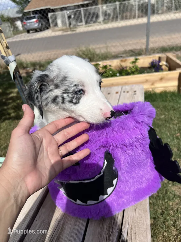 Red – Australian Shepherd, Border Collie puppy for sale in Casa Grande, AZ