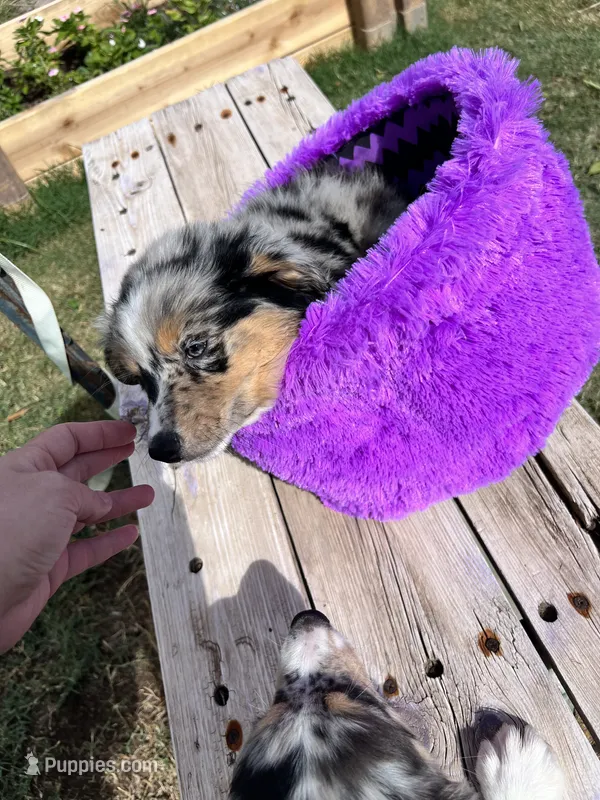 Yellow – Australian Shepherd, Border Collie puppy for sale in Casa Grande, AZ