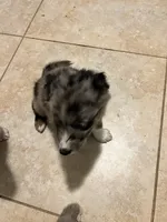 Green, a male Australian Shepherd and Border Collie for sale in Casa Grande, AZ – 4 of 4