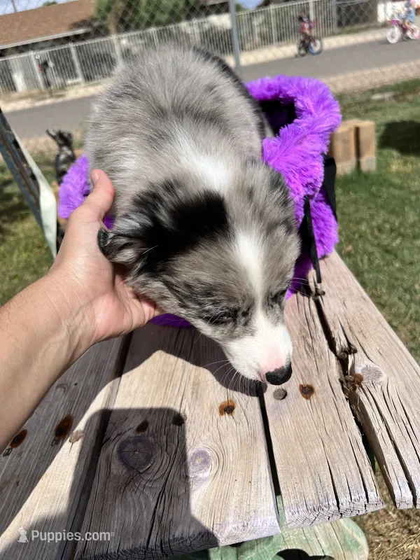 Dark Blue – Australian Shepherd, Border Collie puppy for sale in Casa Grande, AZ