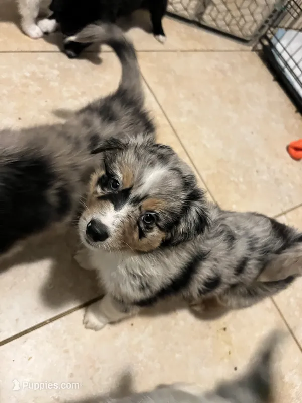Yellow – Australian Shepherd, Border Collie puppy for sale in Casa Grande, AZ