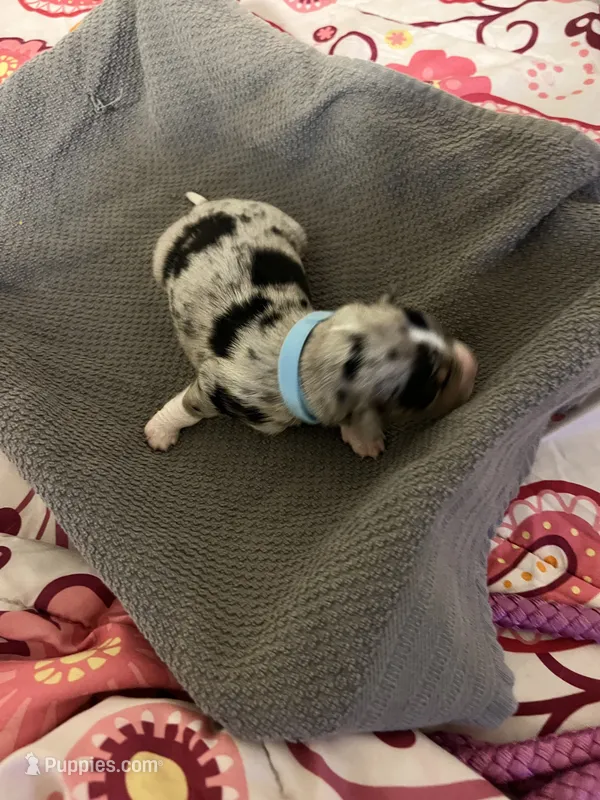 Light Blue – Australian Shepherd, Border Collie puppy on hold in Casa Grande, AZ