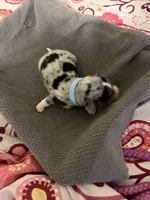 Light Blue, a male Australian Shepherd and Border Collie for sale in Casa Grande, AZ – 1 of 2