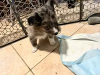 Green, a male Australian Shepherd and Border Collie for sale in Casa Grande, AZ – 3 of 4