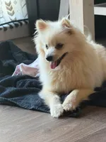 Beauty, a female Pomeranian for sale in Bruce, MS – 2 of 4