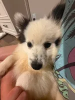 Oreo, a male Pomeranian for sale in Bruce, MS – 3 of 3