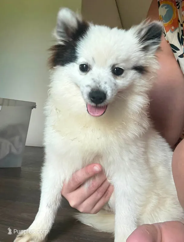 Oreo – Pomeranian puppy for sale in Bruce, MS
