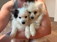 Oreo, a male Pomeranian for sale in Bruce, MS – 2 of 3