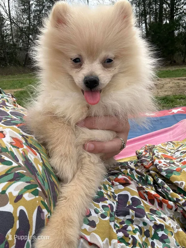 Beauty – Pomeranian puppy for sale in Bruce, MS