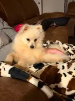 Beauty, a female Pomeranian for sale in Bruce, MS – 3 of 4