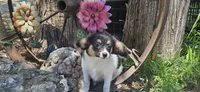 Akc Lily , a female Papillon for sale in Brumley, MO – 3 of 10
