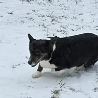 Maisy, a female Cardigan Welsh Corgi for sale in Brumley, MO – Photo 1 of 3