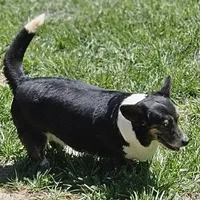 Maisy, a female Cardigan Welsh Corgi for sale in Brumley, MO – Photo 3 of 3
