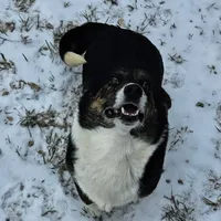 Maisy, a female Cardigan Welsh Corgi for sale in Brumley, MO – Photo 2 of 3