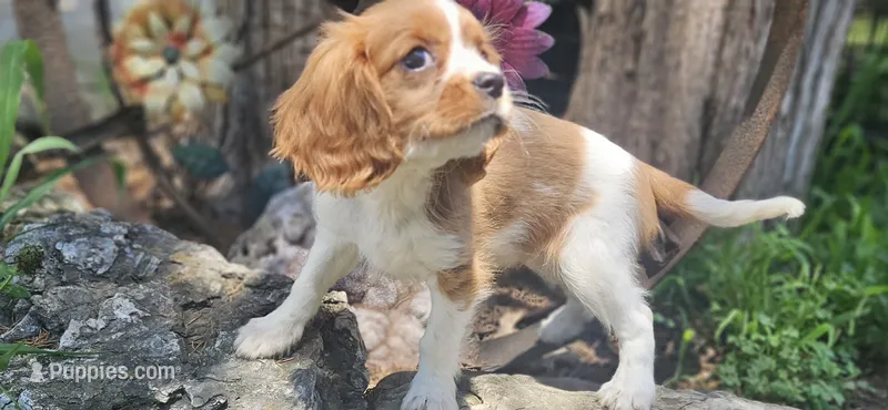 Akc Lulu  – Cavalier King Charles Spaniel puppy for sale in Brumley, MO