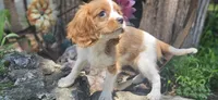 Akc Lulu , a female Cavalier King Charles Spaniel for sale in Brumley, MO – 1 of 10