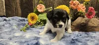 Akc Lily , a female Papillon for sale in Brumley, MO – 5 of 10