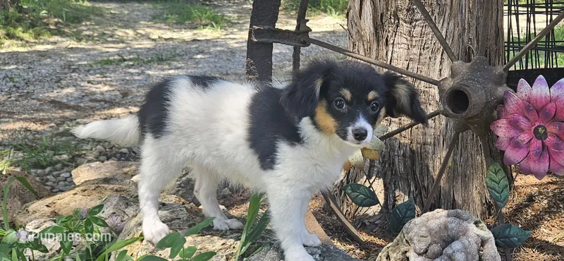 Akc Lily  – Papillon puppy for sale in Brumley, MO