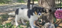 Akc Lily , a female Papillon for sale in Brumley, MO – 1 of 10