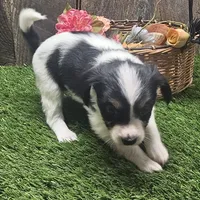 AKC Chase, a male Papillon for sale in Brumley, MO – Photo 6 of 9