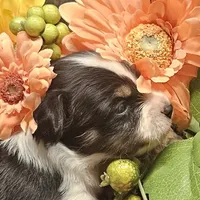 AKC Chase, a male Papillon for sale in Brumley, MO – Photo 7 of 9