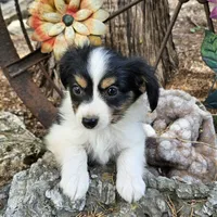 AKC Chase, a male Papillon for sale in Brumley, MO – Photo 2 of 9