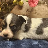 AKC Chase, a male Papillon for sale in Brumley, MO – Photo 8 of 9