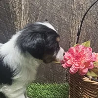 AKC Chase, a male Papillon for sale in Brumley, MO – Photo 5 of 9