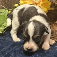 AKC Chase, a male Papillon for sale in Brumley, MO – Photo 9 of 9