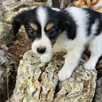 AKC Chase, a male Papillon for sale in Brumley, MO – Photo 3 of 9