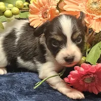 AKC Chase, a male Papillon for sale in Brumley, MO – Photo 4 of 9